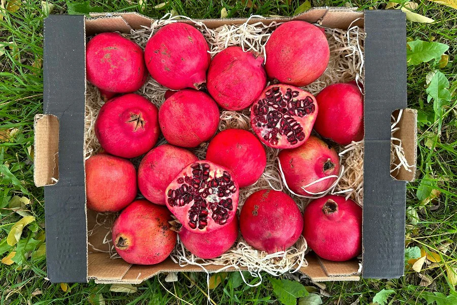 Granatapfel von Enzo Bio Retterbox - Image 2