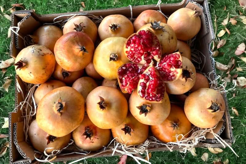 Granatapfel Bio von Andreas (Kreta)