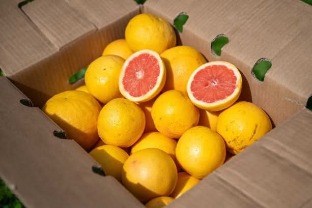 Grapefruit rose Bio von Apostolis Kreta - Image 4