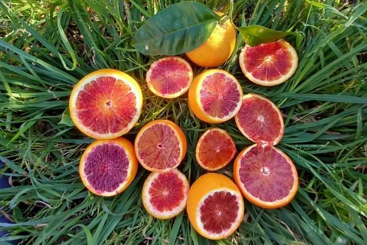 Blutorange „Tarocco“ Bio von Fratelli Bilardi Kalabrien - Image 5