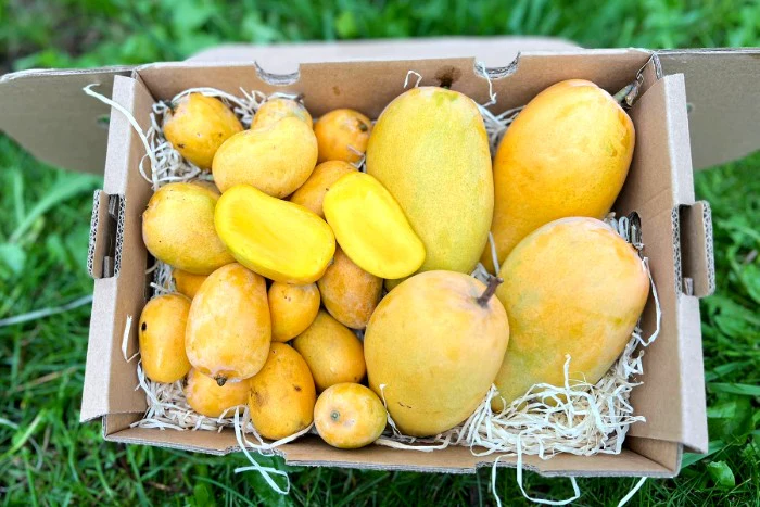 Honigmango Ataulfo Mix Bio
