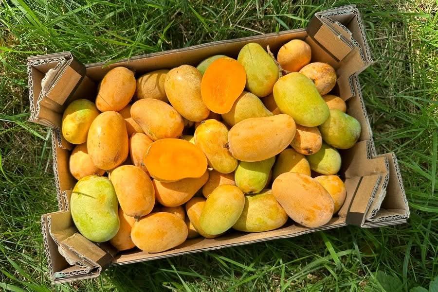 Honigmango Ataulfo Mix Bio - Image 3