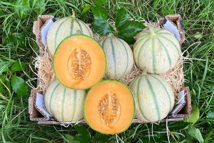 Honigmelone Charentais 1 Stk.