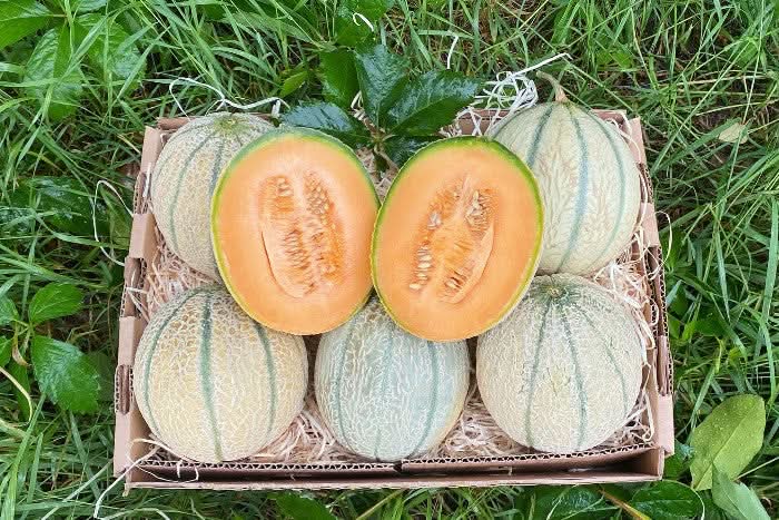 Honigmelone Cantalupo Bio