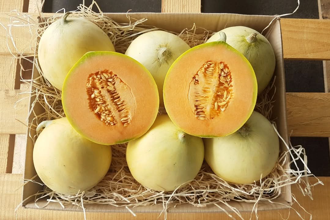Honigmelone Honeymoon Bio direkt vom Gardasee Top Aroma!