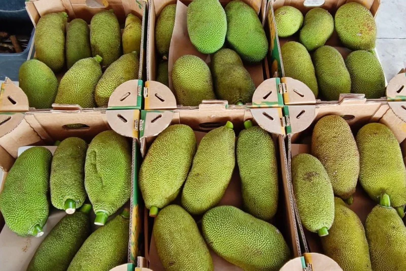 Jackfruit (Yaca) (Stk ca. 2 - 3kg) - Image 3