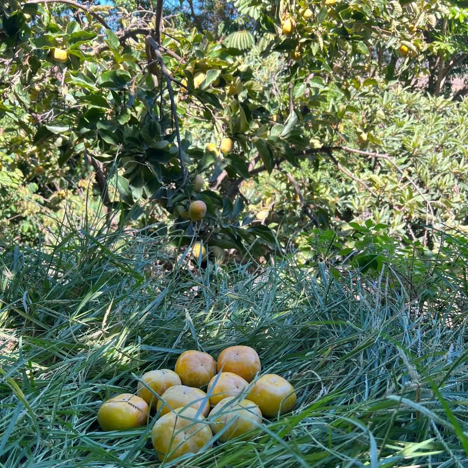 Kaki "Fuyu" (Apfel-Kaki) von Julian Sparpreis-Box - Image 4