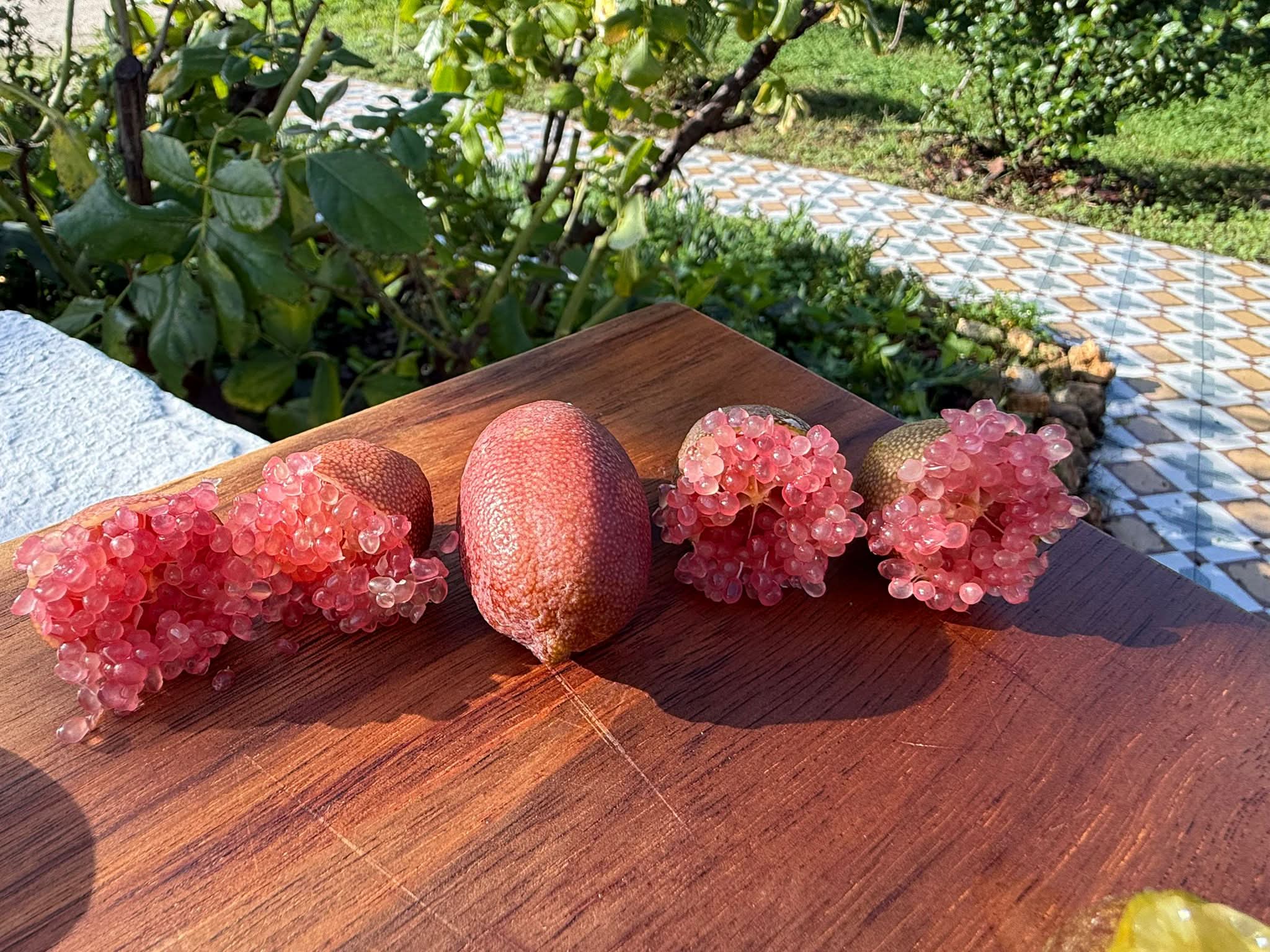 Kaviarlimetten 100g - Image 6