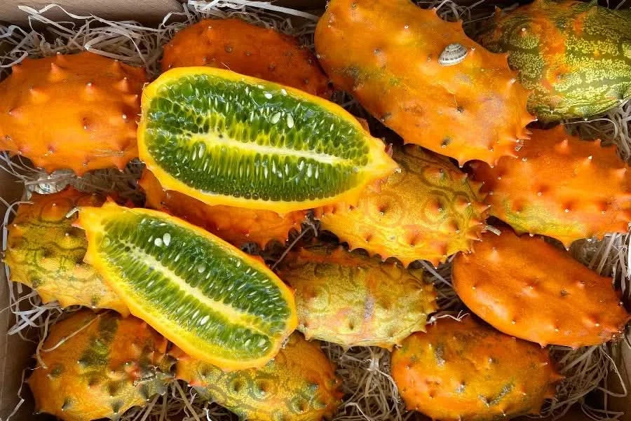 Kiwano von Salvador Aktionspreis