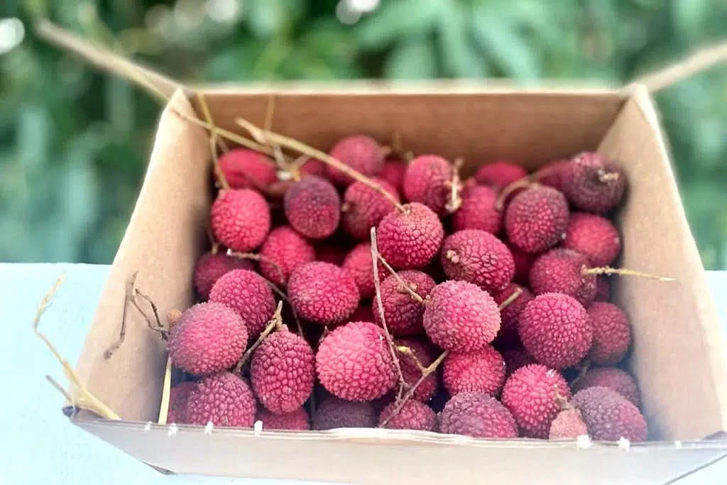 Litschi Bio von Finca Cayetana Box