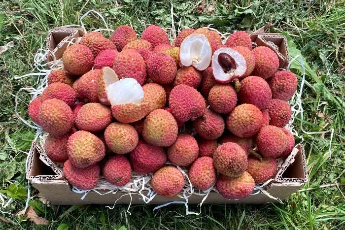 Litschi (Lychee) Bio