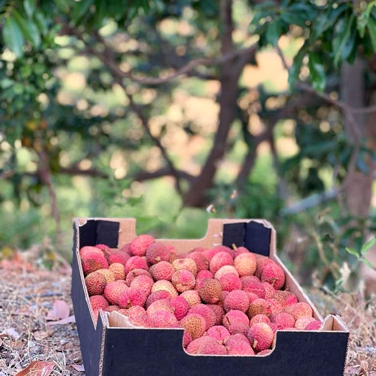 Litschi (Lychee) Bio - Image 2