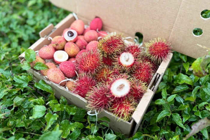 Litschi & Rambutan Box Sonderpreis - Image 2