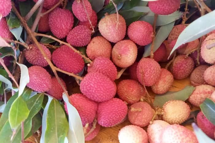 Litschi (Lychee) Bio von Andrea aus Sizilien - Image 2