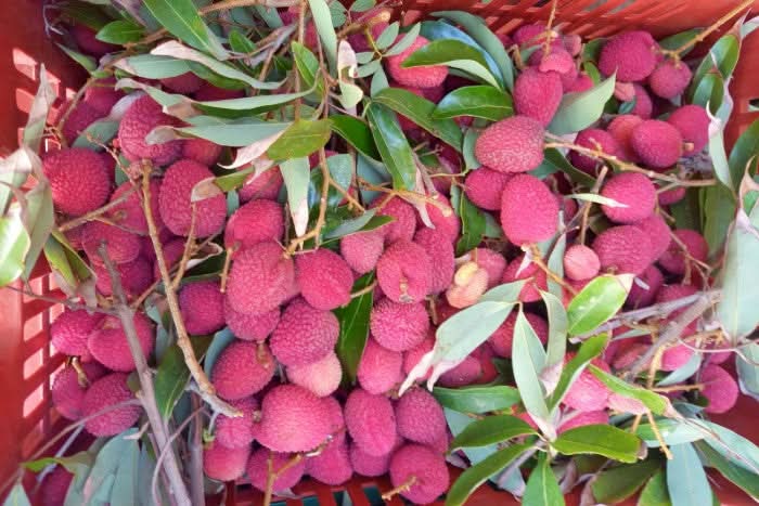 Litschi (Lychee) Bio von Andrea aus Sizilien - Image 4