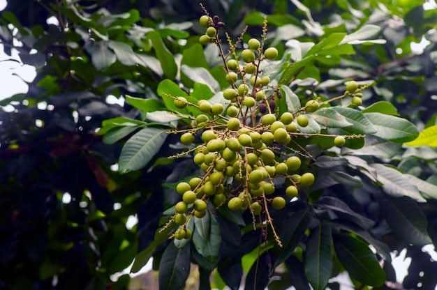 Longan 200g - Image 2