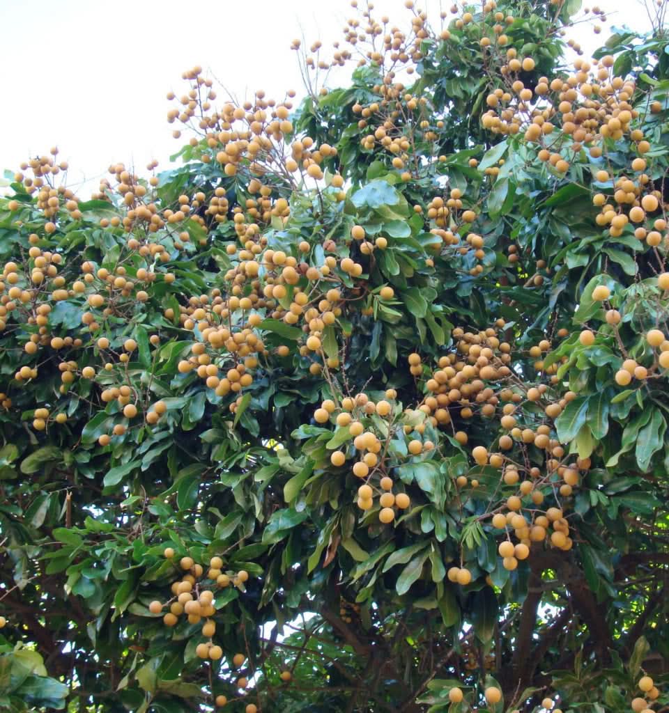 Longan 200g - Image 3