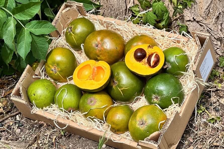 Lucuma 1 Stk.