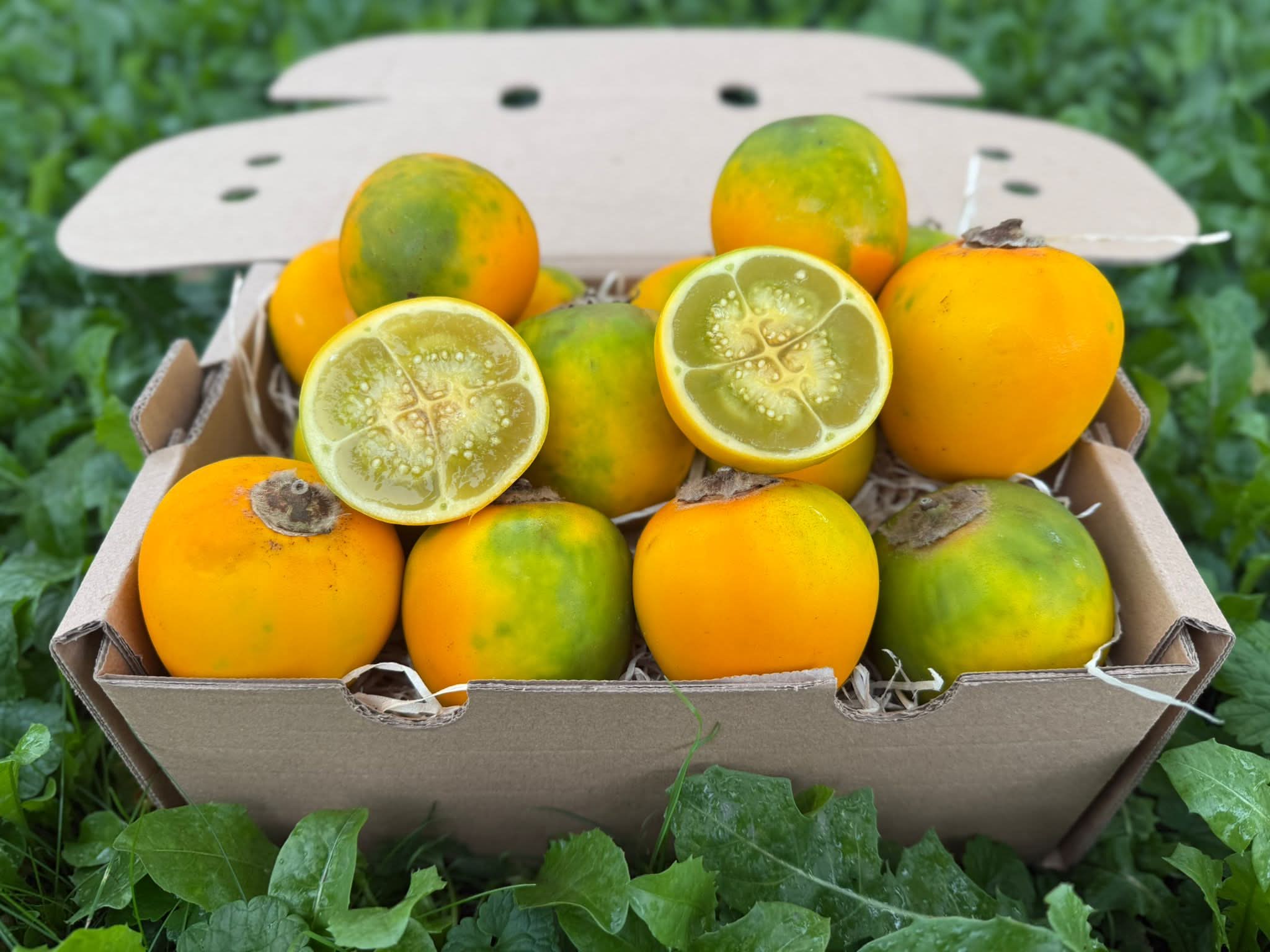 Lulo (Naranjilla) 1 Stk. - Image 2