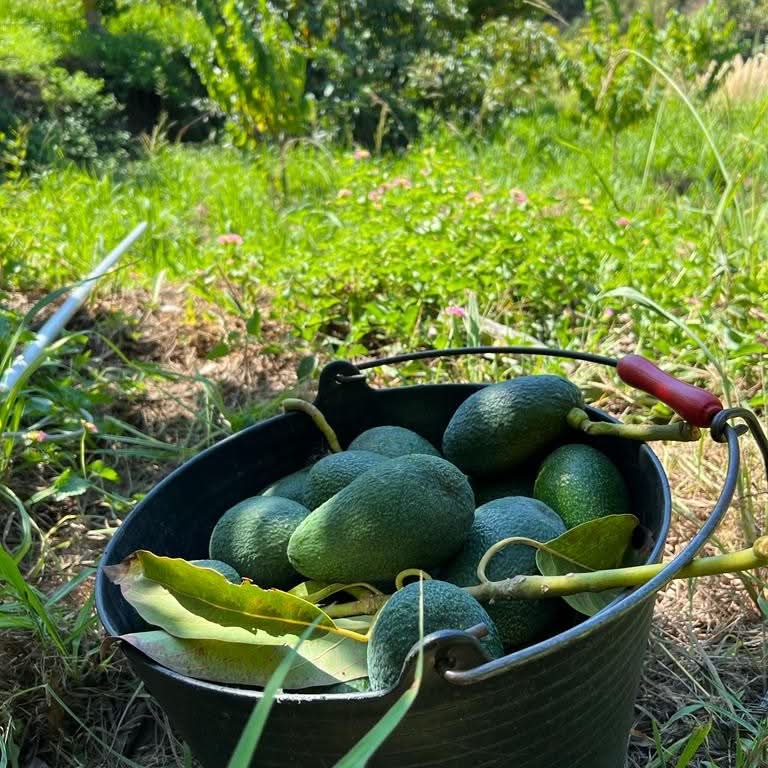 Mango-Avocado Bio Box Aktionspreis % 4kg - Image 5