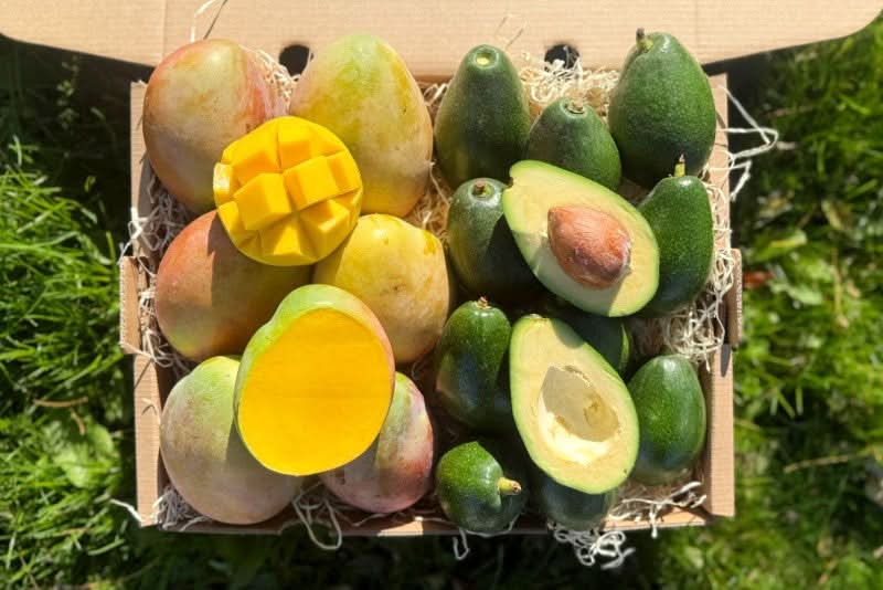 Man-Cado "Keitt & Bacon" Bio Box