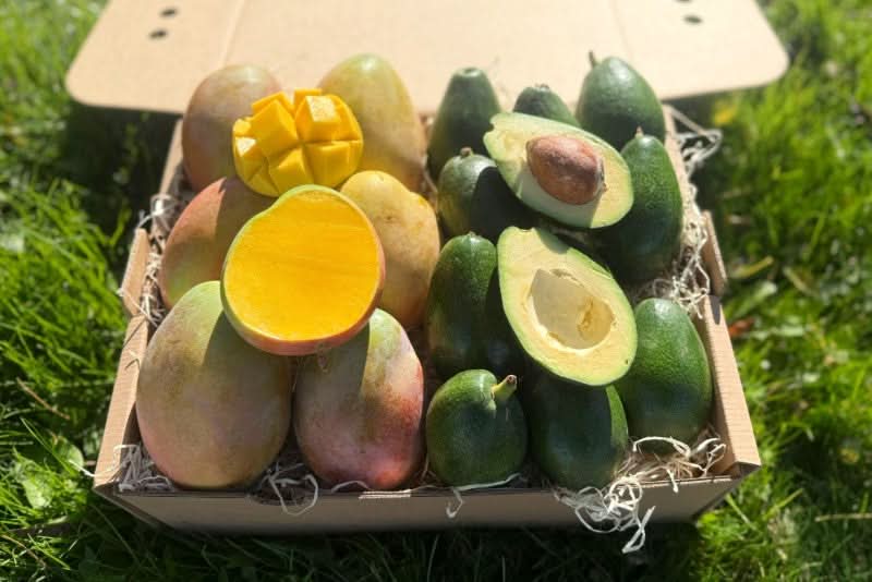 Man-Cado "Keitt & Bacon" Bio Box - Image 4