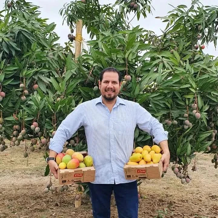 Mango Ataulfo & Kent Aktionsbox % 2kg - Image 2
