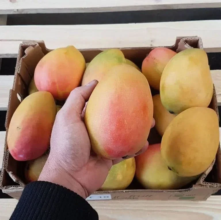 Mango Ataulfo & Kent Aktionsbox % 2kg - Image 3