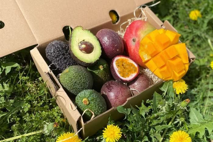 Mango, Avo & Passion Box