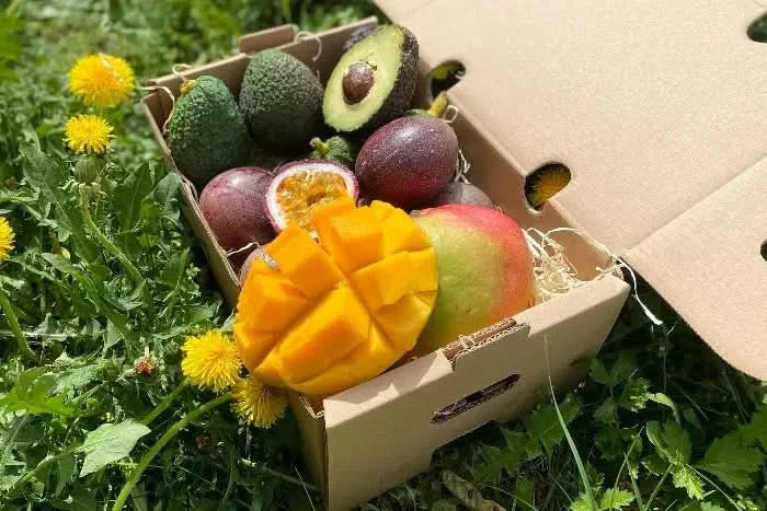 Mango, Avo & Passion Box - Image 3