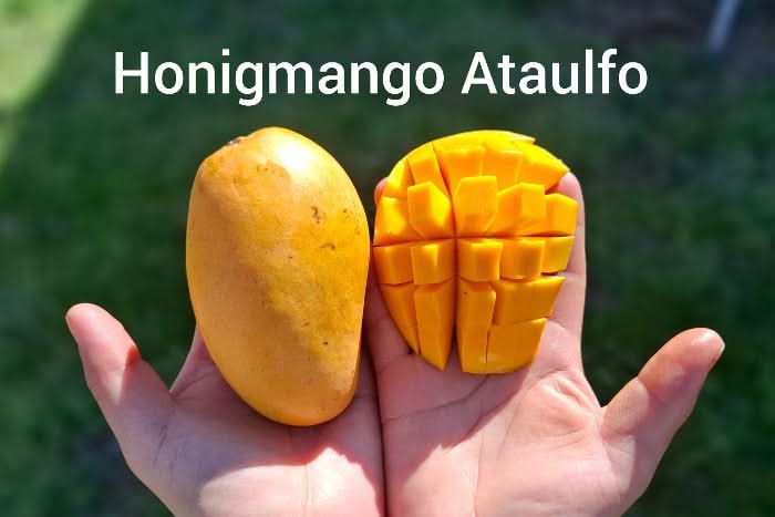 Mango, Avo & Passion Box - Image 4