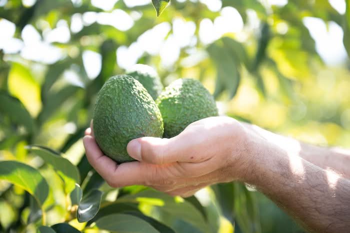 Mango, Avo & Passion Box - Image 8