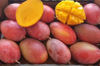 Mango Box Osteen Bio