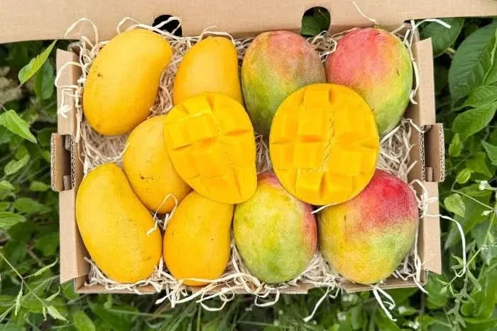 Mango Duo Ataulfo & Haden Bio baumgereift