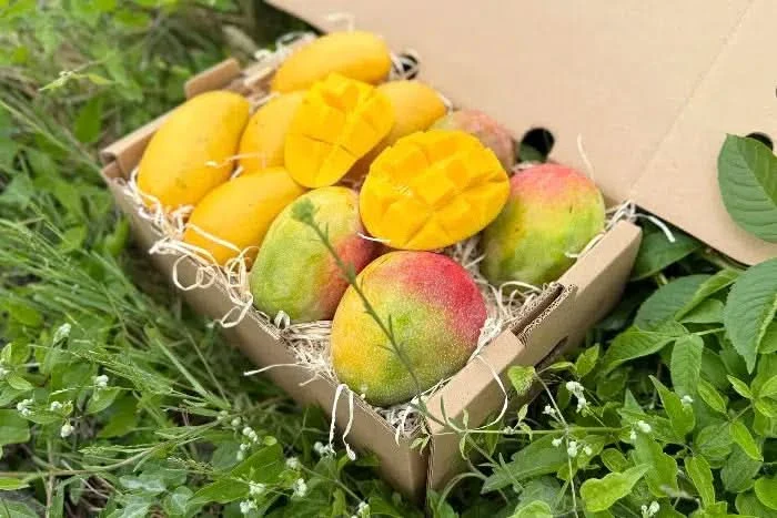Mango Duo Ataulfo & Haden Bio baumgereift - Image 2