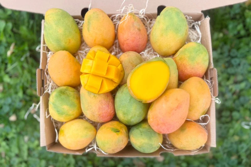 Mango "Edward" Bio Flugware baumgereift