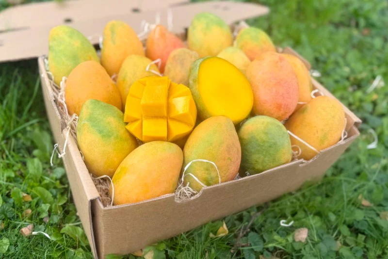 Mango "Edward" Bio Flugware baumgereift - Image 2