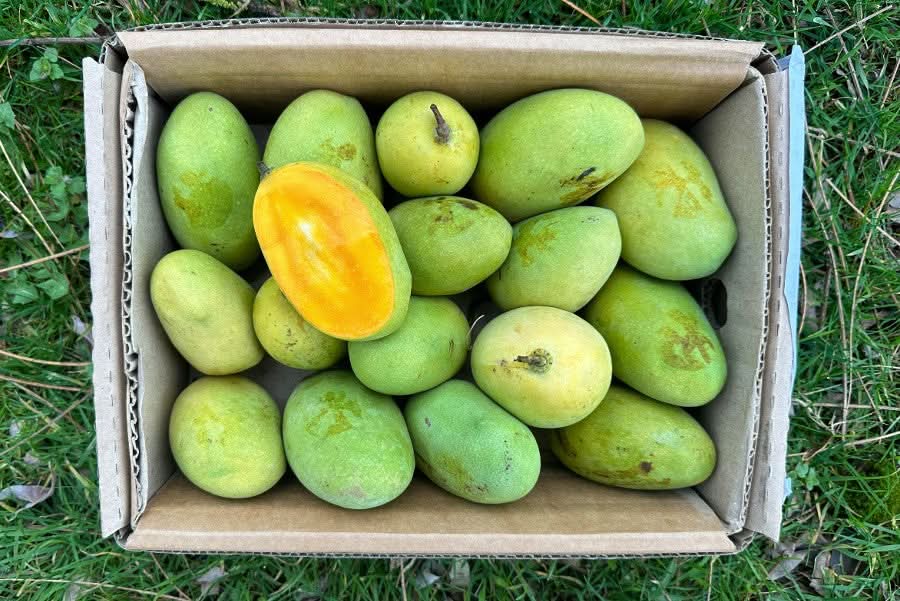 Mango Emeraude 1 Stk.