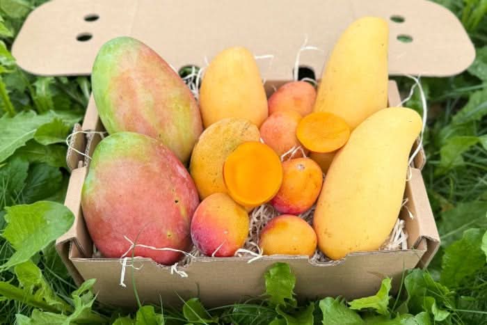 Mango Entdeckerbox Flash-Aktion