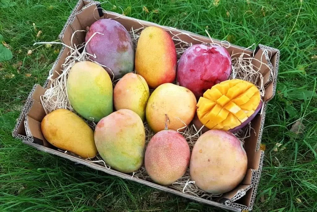 Mango Entdeckerbox Bio & Wild Sparpreis-Box - Image 3