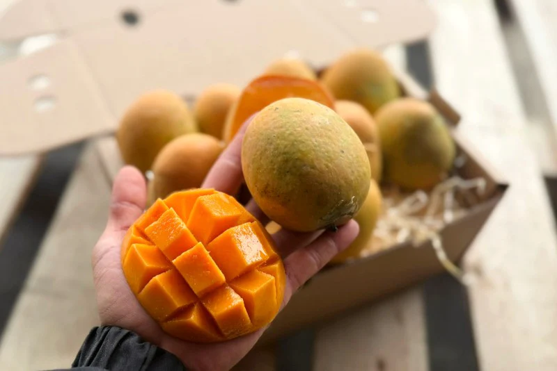 Mango "Gedong Gincu" baumgereift - Image 2