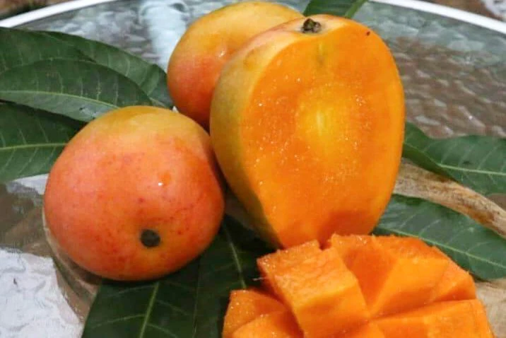 Mango "Gedong Gincu" baumgereift - Image 3