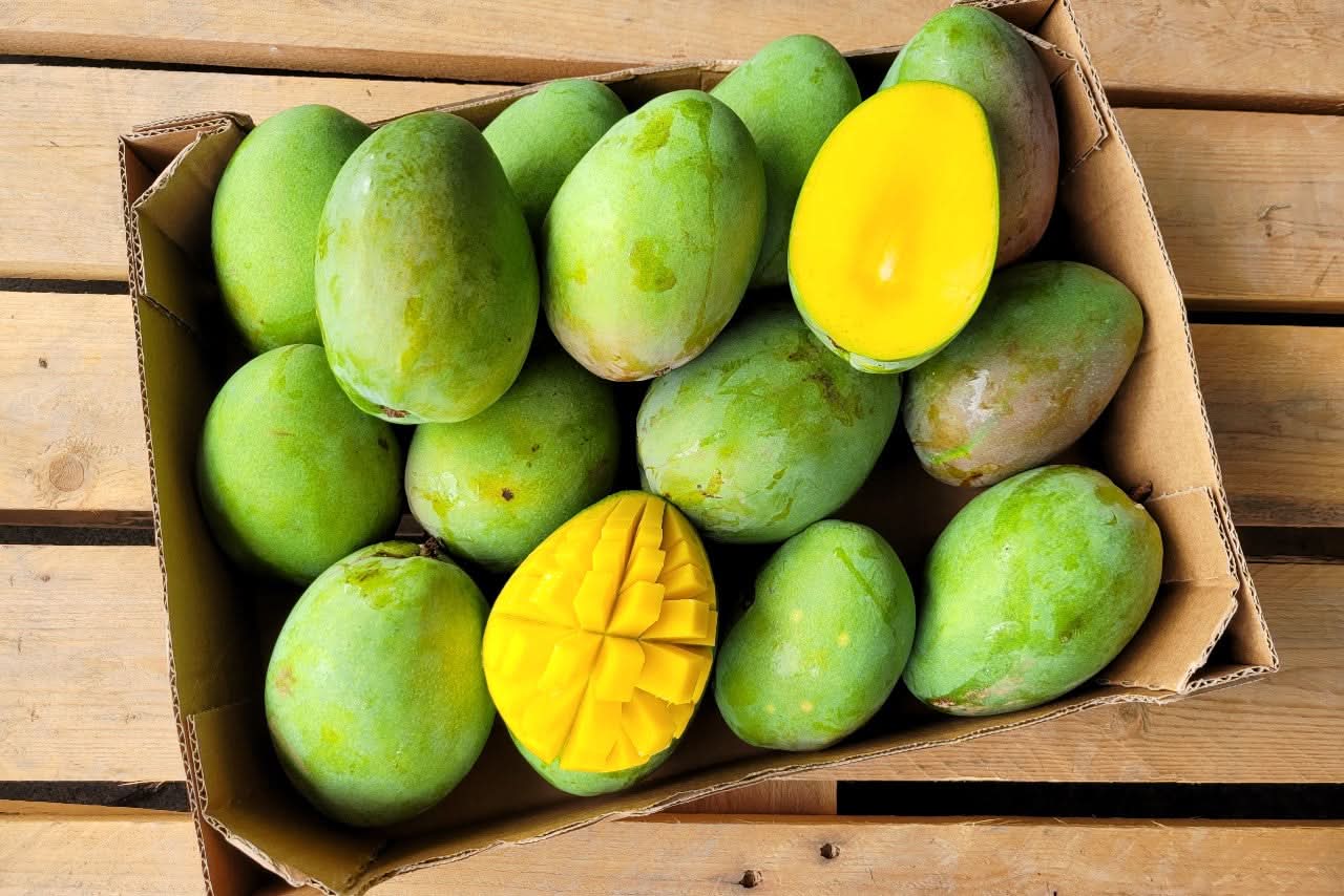 Mango Glenn Bio von Julian Sparbox