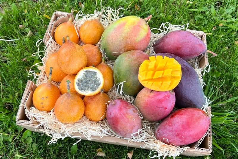 Mango & Granadilla Box 3kg Sonderaktion % - Image 6