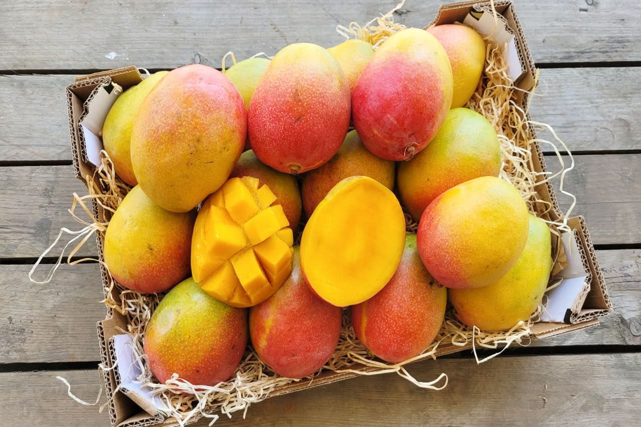Mango Haden Bio baumgereift von Jose Luis Sparpreis-Box