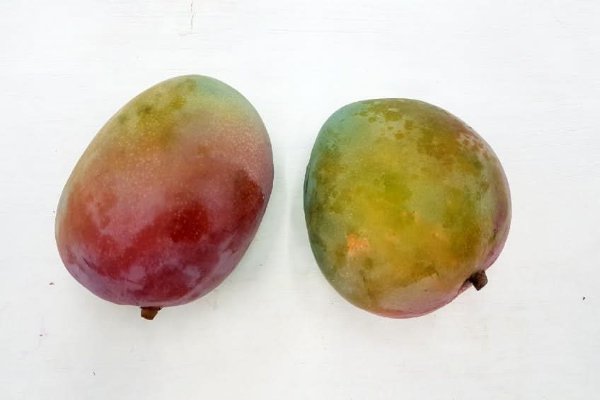 Mango Haden Bio von Julian Kennenlernpreis