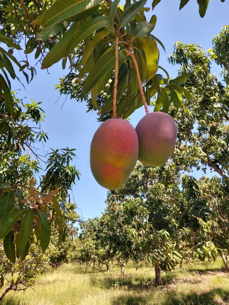 Mango Haden von Rufino Aktionspreis - Image 2