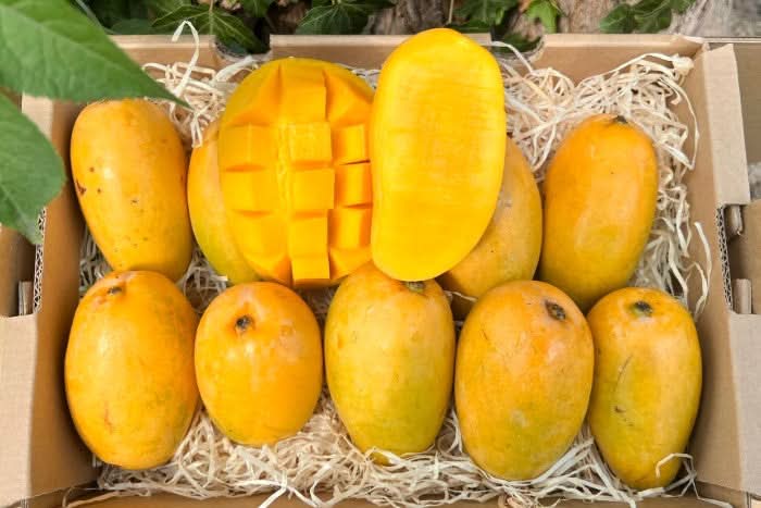 Mango Honig „Ataulfo“ 1 Stk. - Image 4