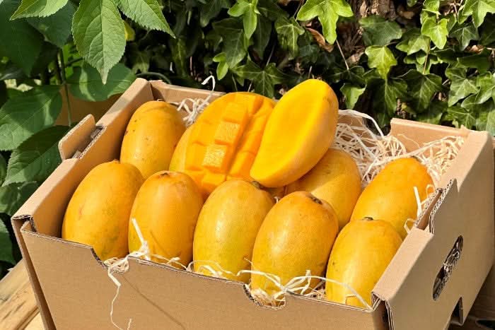 Mango Honig „Ataulfo“ 1 Stk.