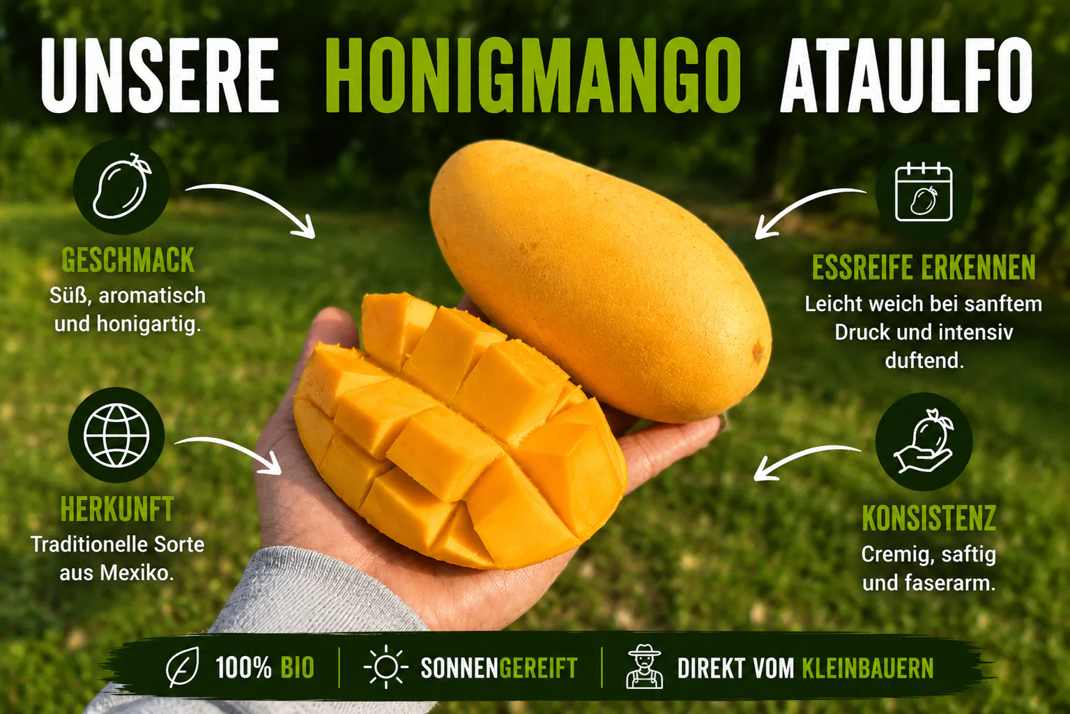 Mango Honig Ataulfo Bio Sonderaktion % - Image 2